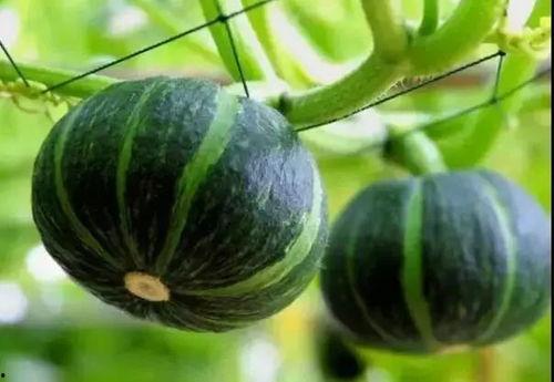 网红有什么瓜吃的好吃,揭秘那些让人垂涎欲滴的“瓜中珍品”  第2张